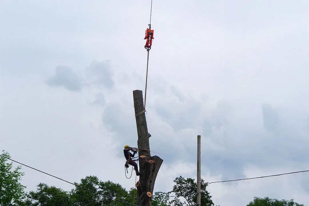 A worker cuts a tree with aerial assistance from a helicopter. 