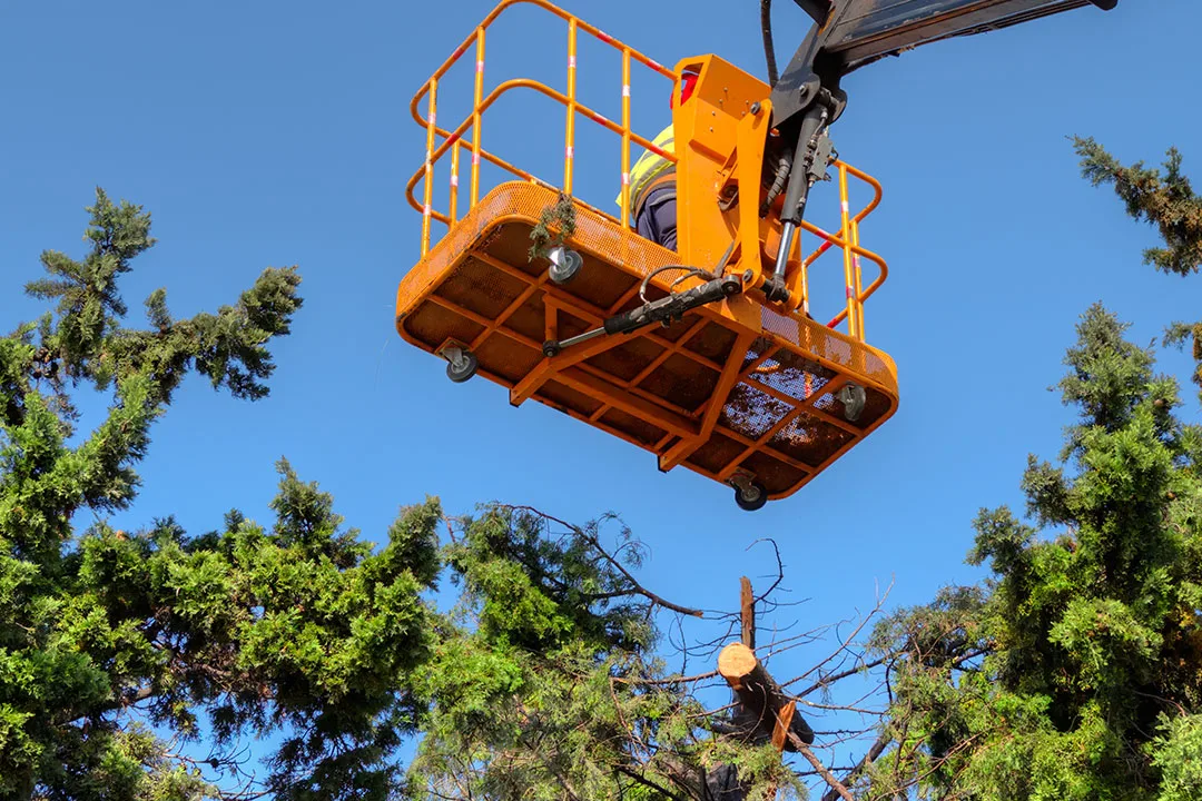 Worker cuts branches on tree with a special, motorized chainsaw on a long crane pole.