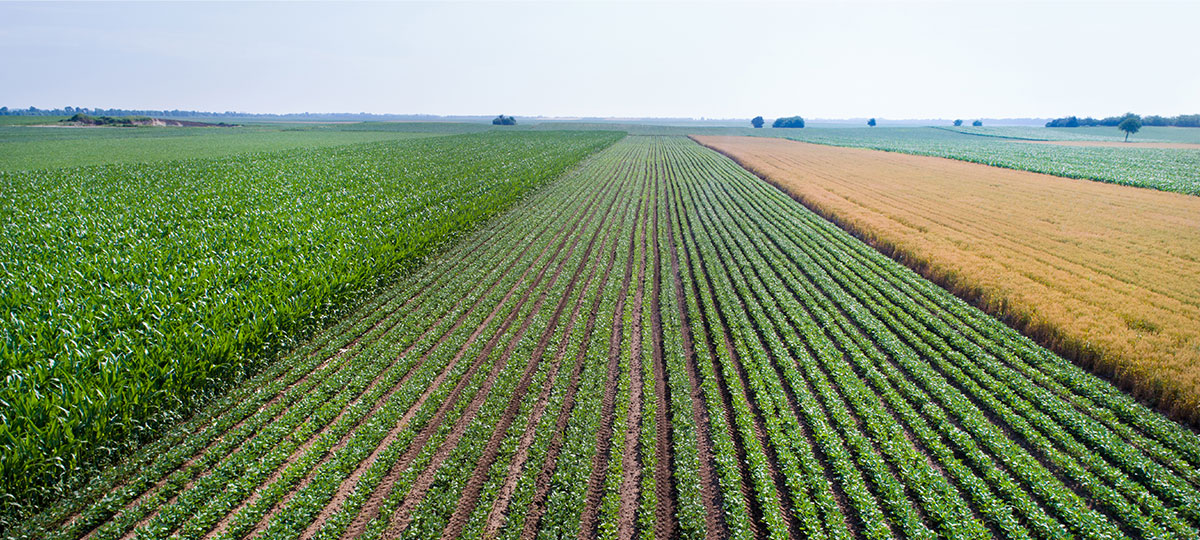 A Fair Lifts Drone Team at Work Spraying Corn and Soybeans