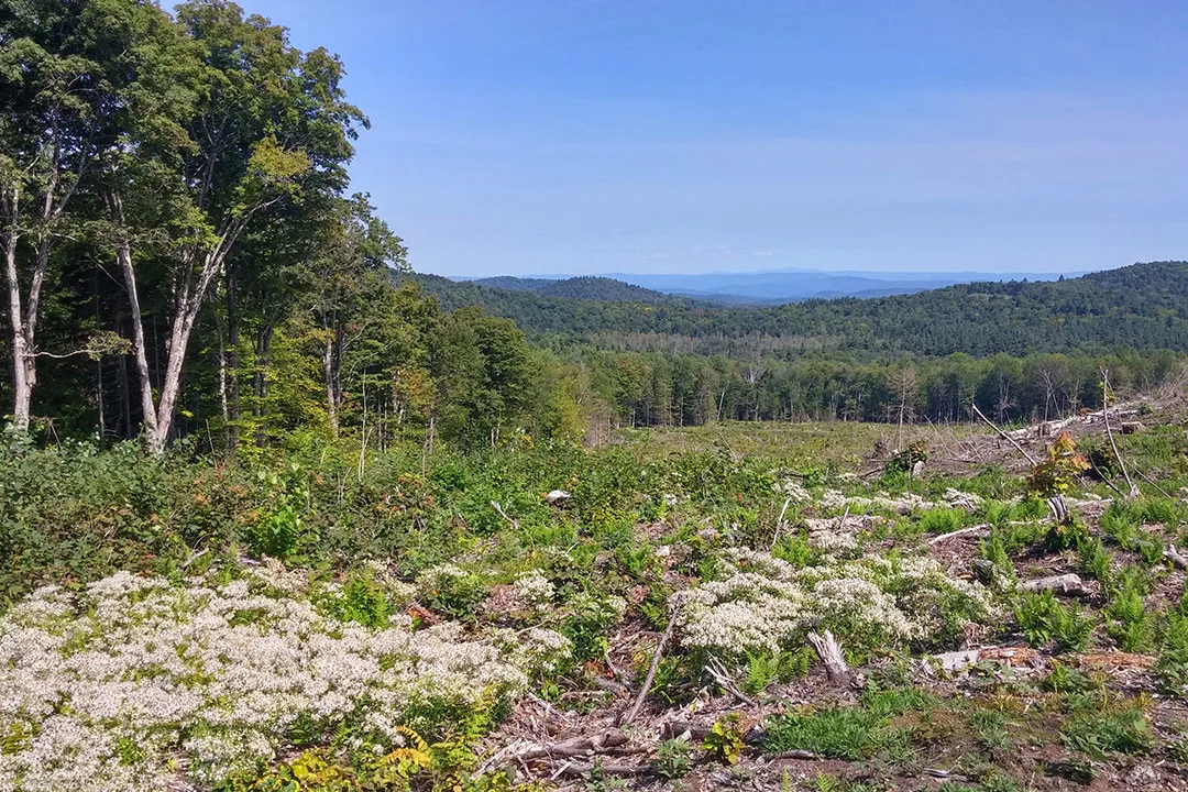 Deforested land in Vermont ready for reclamation. 