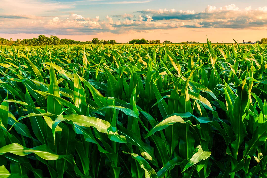 cornfield at sunset