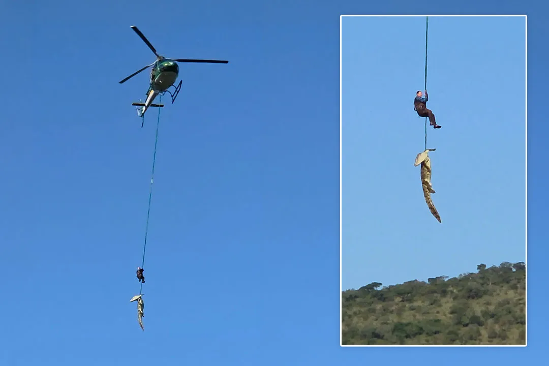 A South African police diver is winched from a helicopter into crocodile-infested waters to secure a large reptile during a dangerous recovery mission. | Photos: reuters.com